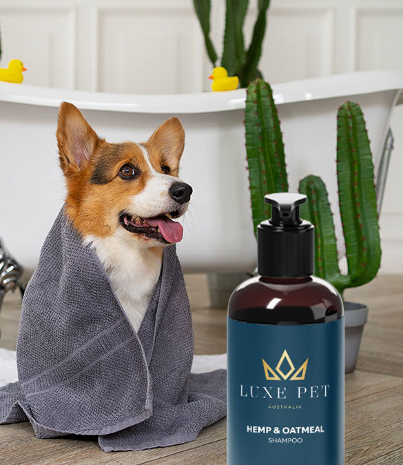 Luxe Pet Australia Hemp and Oatmeal dog shampoo 500ml - product image