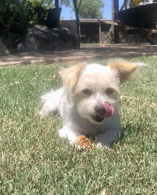 Chicken jerky treats for dogs - product image